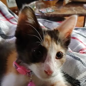 Meet your Posher, Barbara